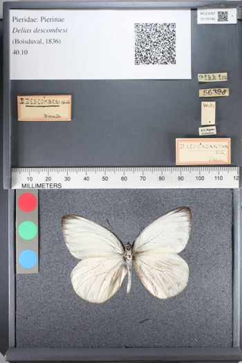 Media type: image;   Entomology 130186